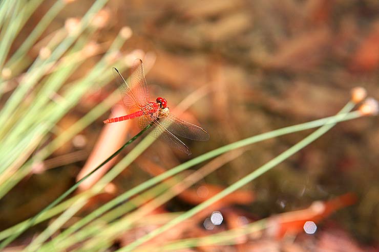 Dragonfly, The Kimberley, Western Australia